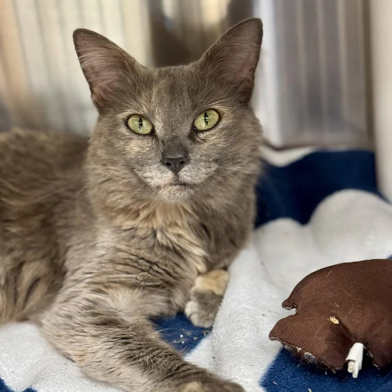 An adult medium-sized female Domestic Short Hair cat named Daisy for adoption in Winchendon, MA