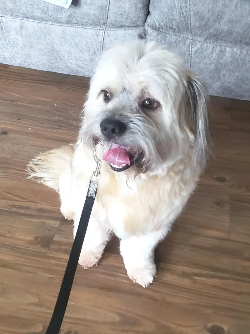 A young small-sized male Tricolor (Brown, Black, & White) Shih Tzu dog named Bogie for adoption in Altus, OK