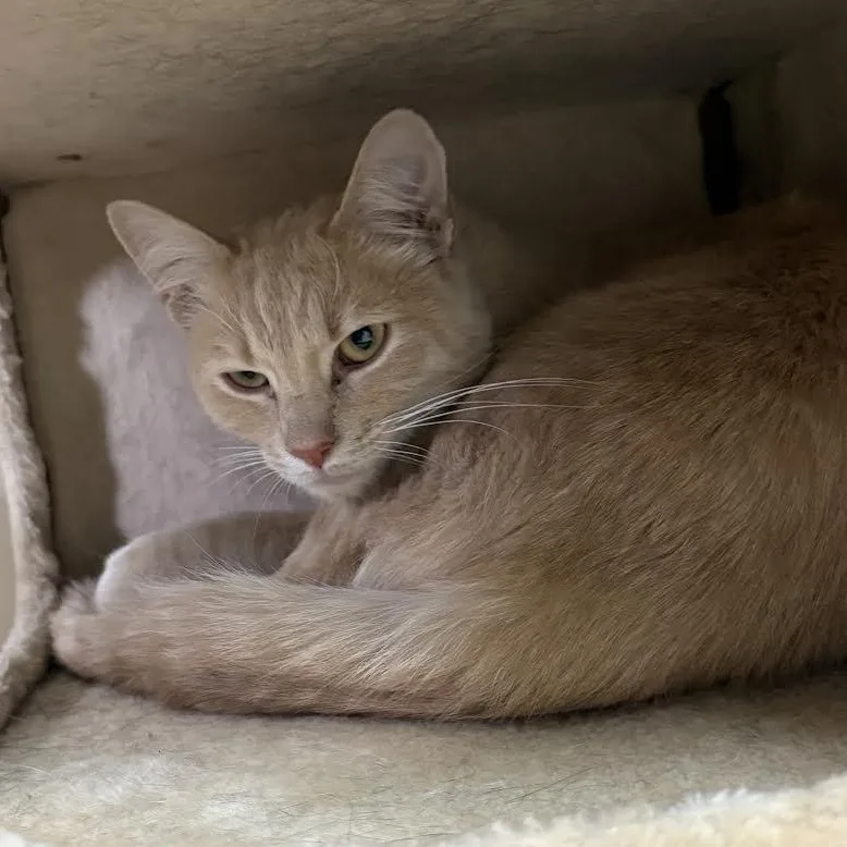 An adult medium-sized male Domestic Short Hair cat named Mufasa for adoption in Carson City, NV
