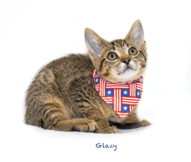 A baby small-sized male Domestic Short Hair cat named Glazy for adoption in Hot Springs Village, AR