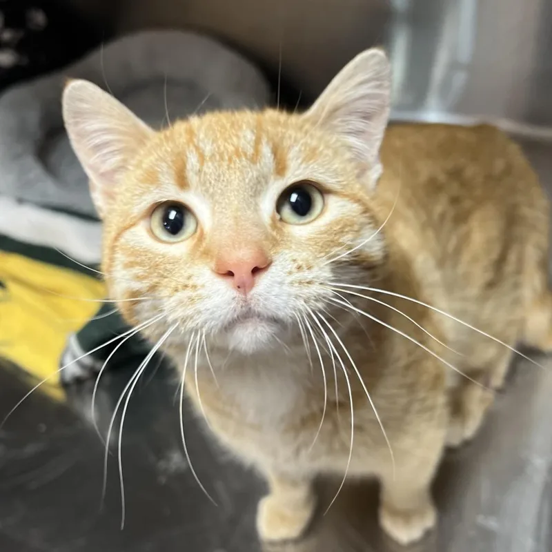 A young medium-sized male Orange / Red Domestic Short Hair cat named Phillip for adoption in Wadena, MN