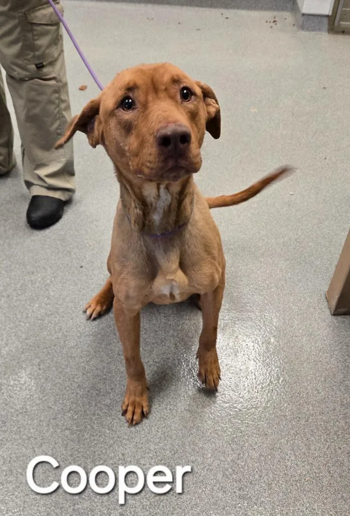 Cooper Yrly thumbnail 2