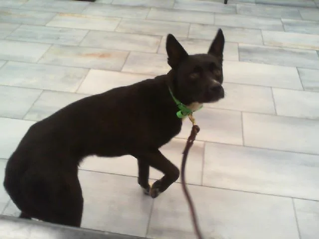 An adult medium-sized female Mixed Breed dog named Rumi for adoption in Charlotte, NC