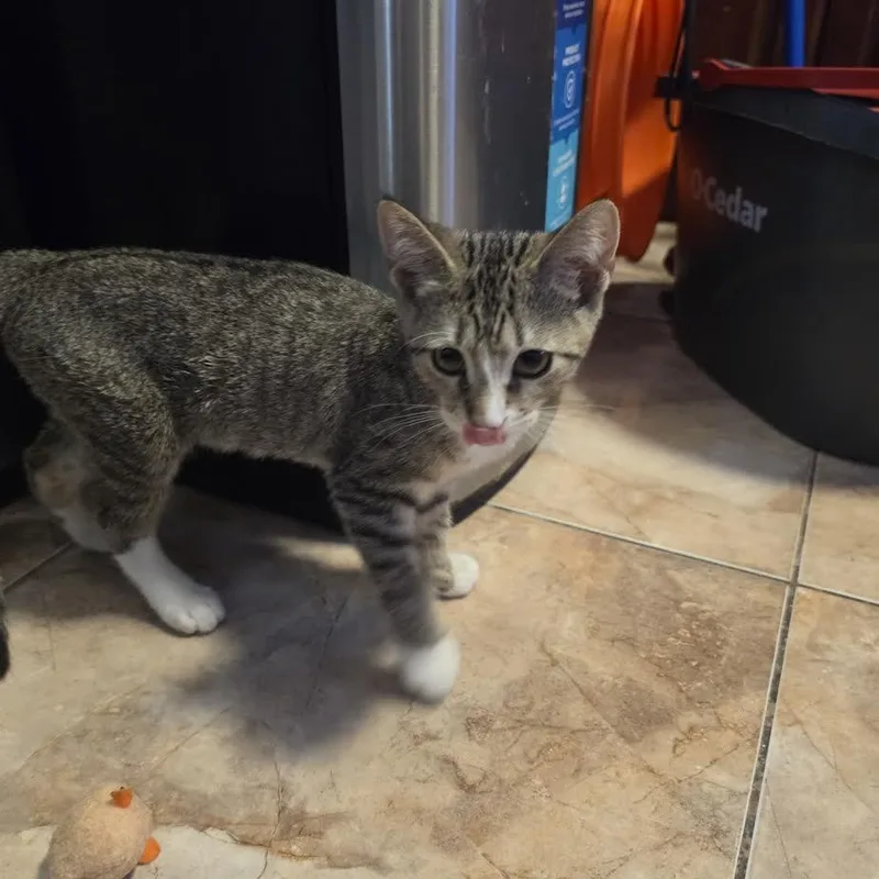 A baby small-sized male Tabby (Gray / Blue / Silver) Tabby cat named Tiramisu for adoption in Miami, FL