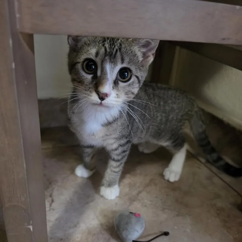 Tiramisu thumbnail 3