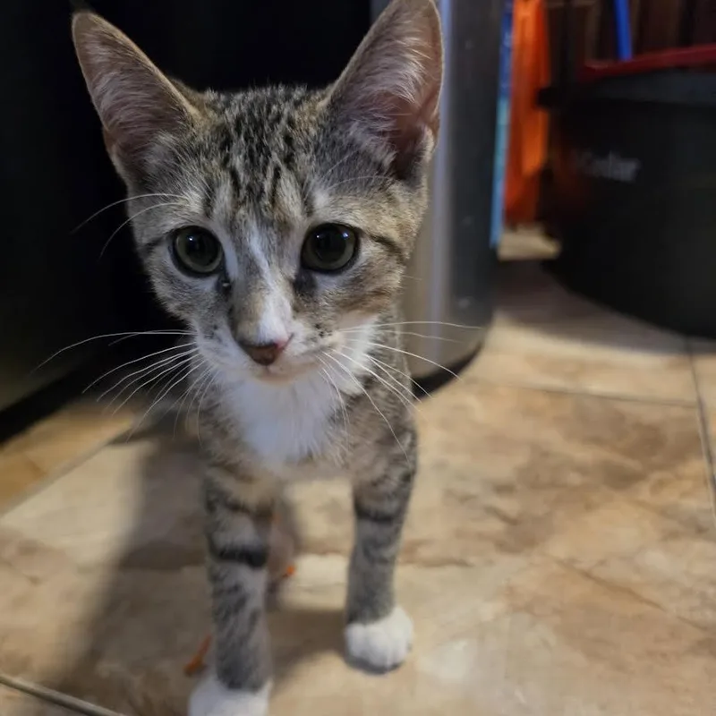 Tiramisu thumbnail 4