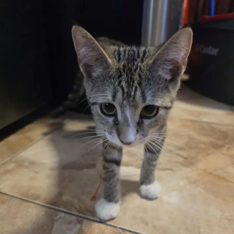 Tiramisu thumbnail 5