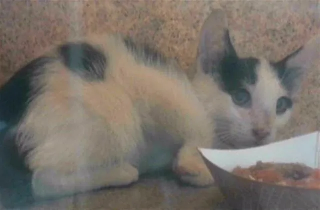 A baby small-sized female Domestic Short Hair cat named Felicia for adoption in Tallahassee, FL