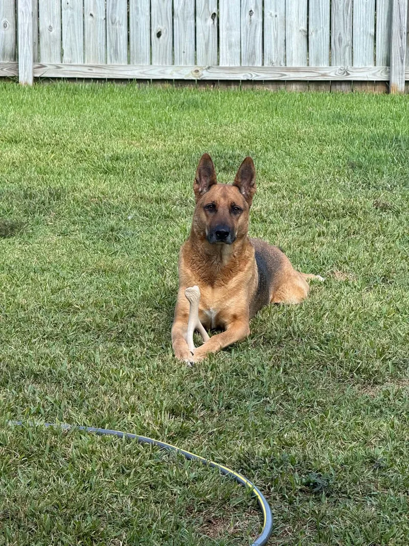 An adult large-sized male German Shepherd Dog dog named Mo for adoption in Thibodaux, LA