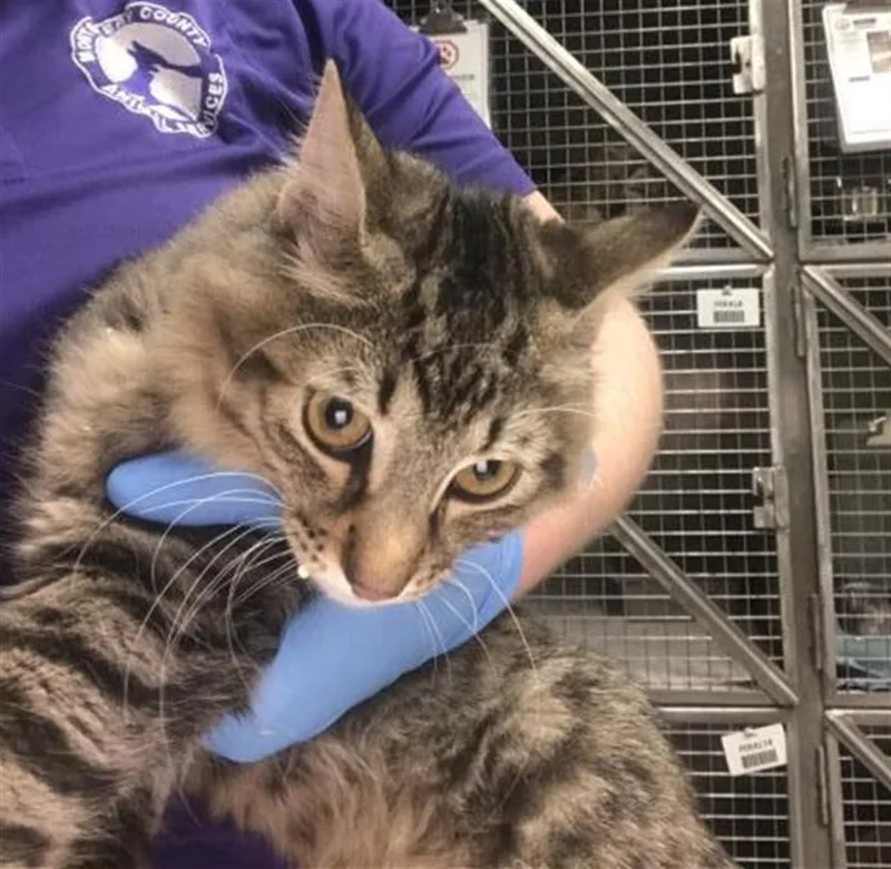 A young small-sized male Domestic Medium Hair cat named Rocket for adoption in Conroe, TX
