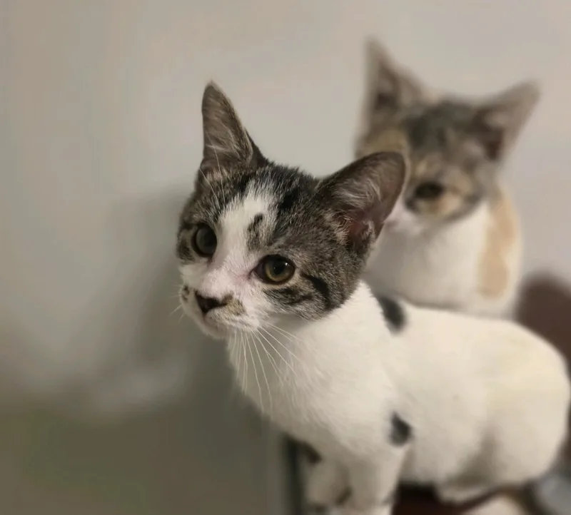 Smidge