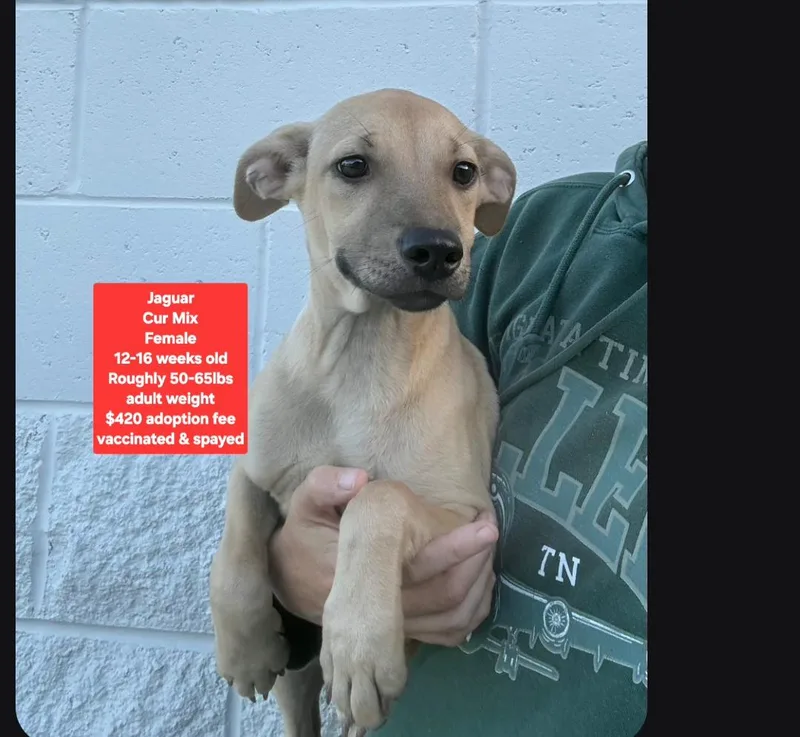 A baby medium-sized female Black Mouth Cur dog named Jaguar for adoption in Oviedo, FL