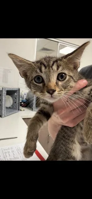 A baby large-sized male Domestic Short Hair cat named Bb for adoption in Greenfield, IN