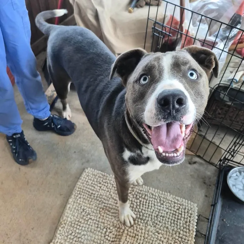 An adult large-sized male Gray / Blue / Silver Mixed Breed dog named Julius for adoption in Clarksville, TN