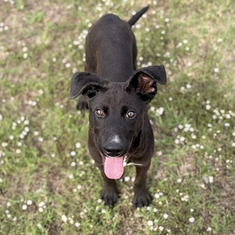 A young small-sized male Black Terrier dog named Bryan for adoption in Pilot Point, TX
