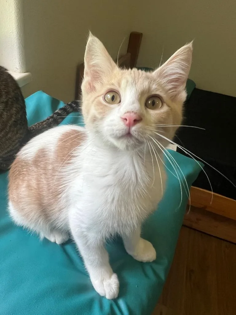 A baby small-sized male Domestic Short Hair cat named Buttercup for adoption in Vashon, WA