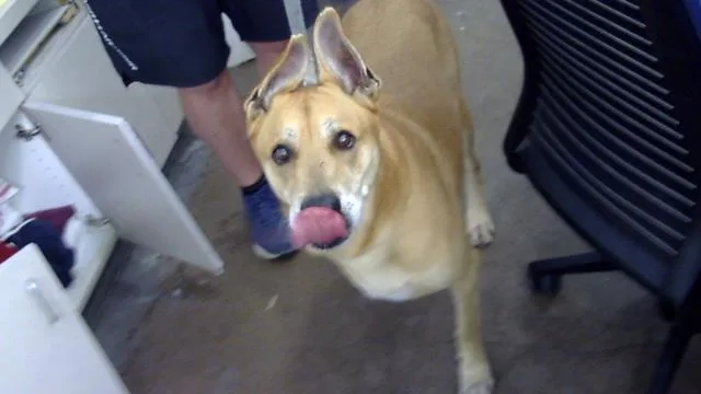 An adult large-sized male Mixed Breed dog named Boomer for adoption in Dallas, TX
