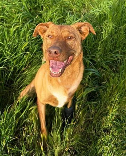 An adult large-sized female Shepherd dog named Hazel for adoption in Visalia, CA