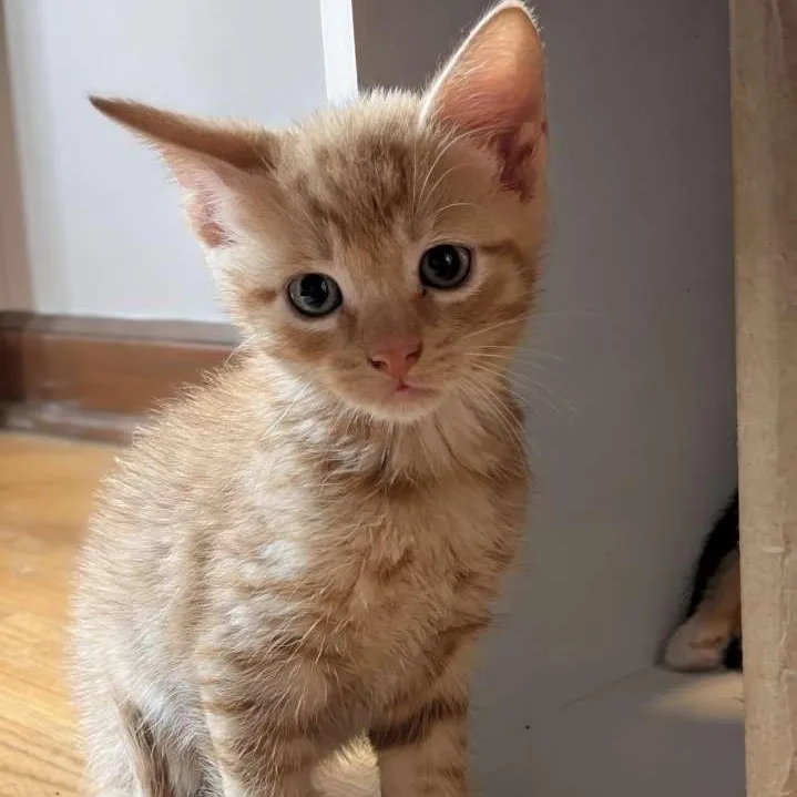 A baby medium-sized male Tabby (Orange / Red) Domestic Short Hair cat named Ray for adoption in Buffalo, NY