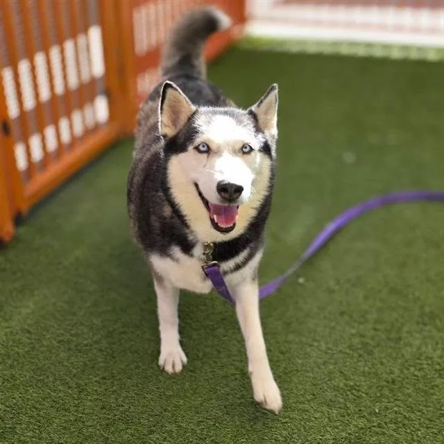 An adult large-sized female Siberian Husky dog named Kiara for adoption in Las Vegas, NV