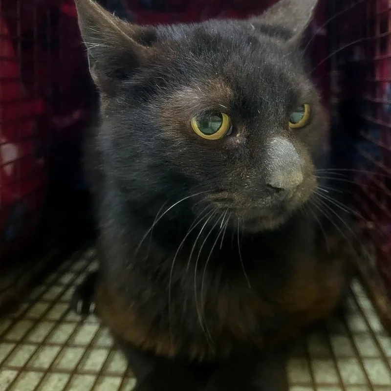 A young medium-sized female Black Domestic Short Hair cat named Shiba for adoption in Windsor, VA