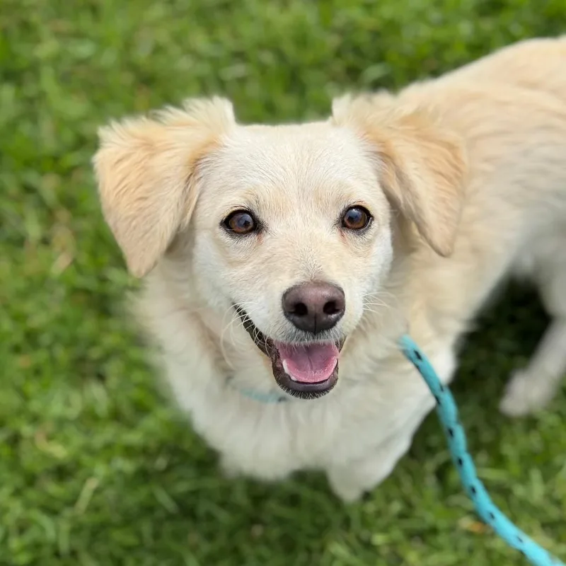 A young small-sized female White / Cream Mixed Breed dog named Paloma for adoption in Santa Barbara, CA