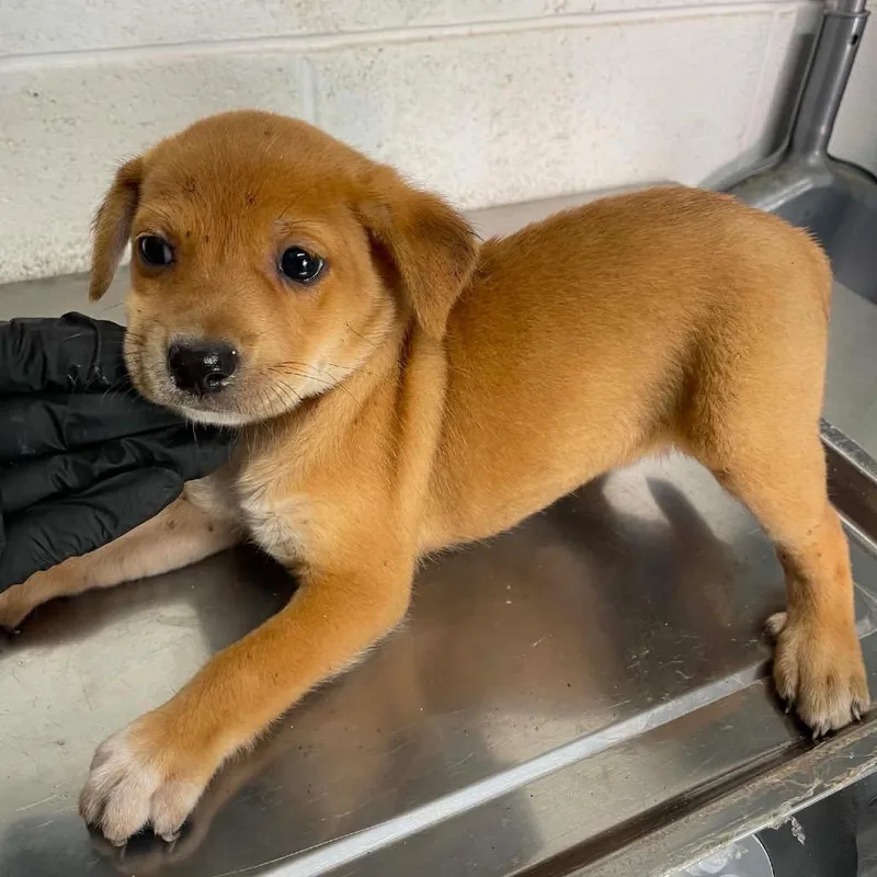 A baby small-sized female Yellow / Tan / Blond / Fawn Terrier dog named Reina C for adoption in Allen, TX