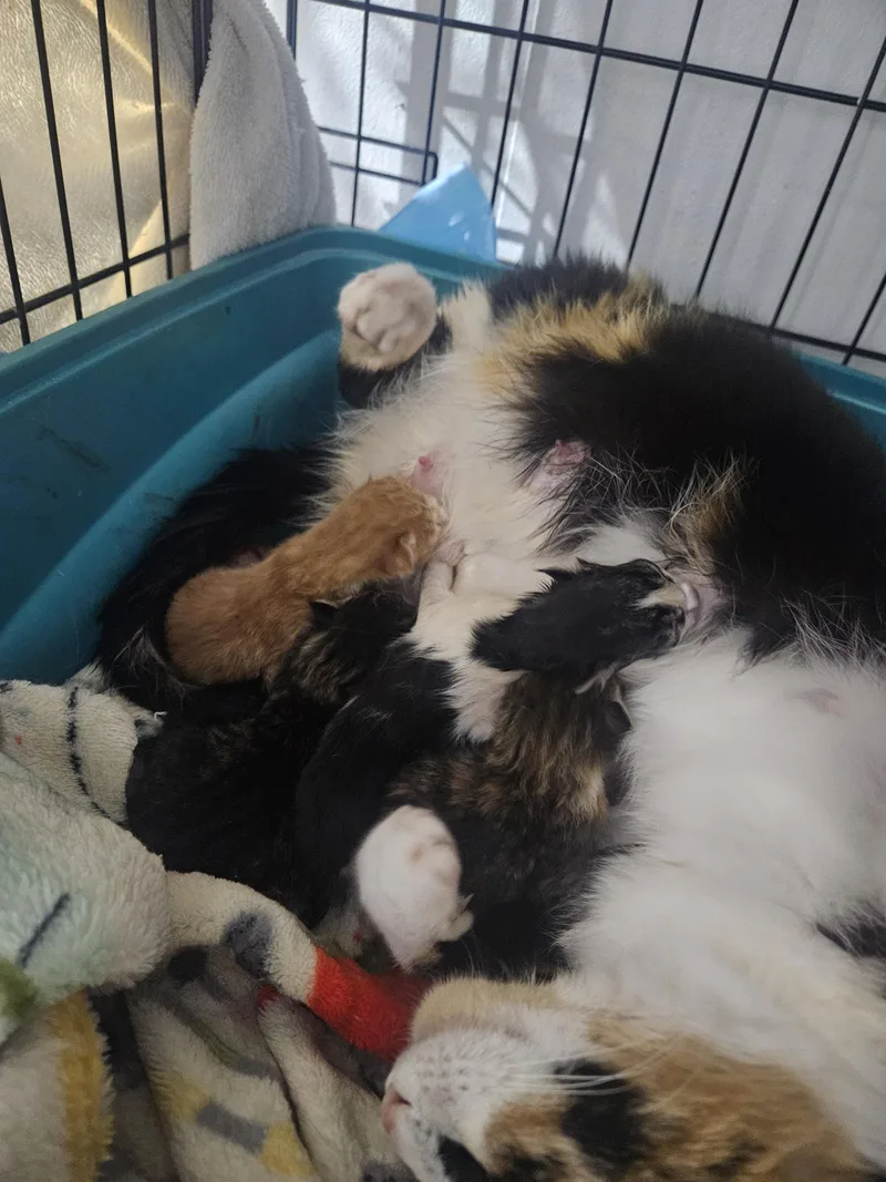 A baby small-sized female Domestic Short Hair cat named Tabitha for adoption in Nucla, CO