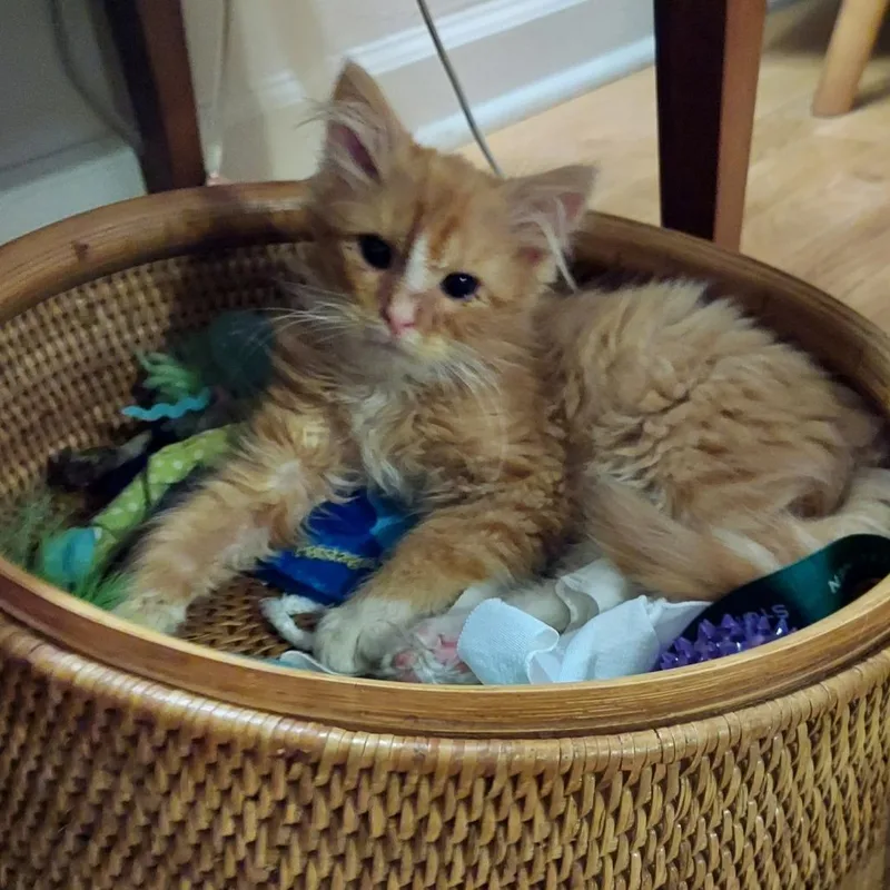 Archie