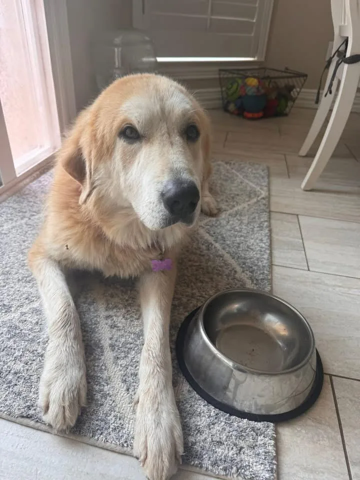 A young medium-sized female Golden Retriever dog named Sunshine for adoption in Southlake, TX