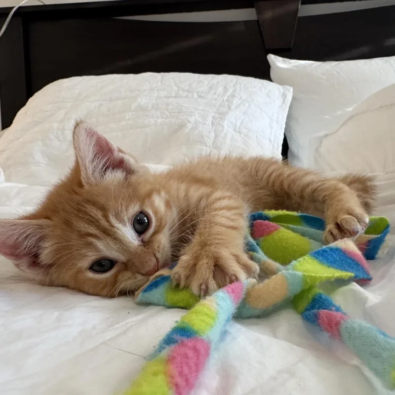 A baby small-sized male Orange / Red Domestic Short Hair cat named Umeko The Gentle for adoption in Fredericksburg, VA