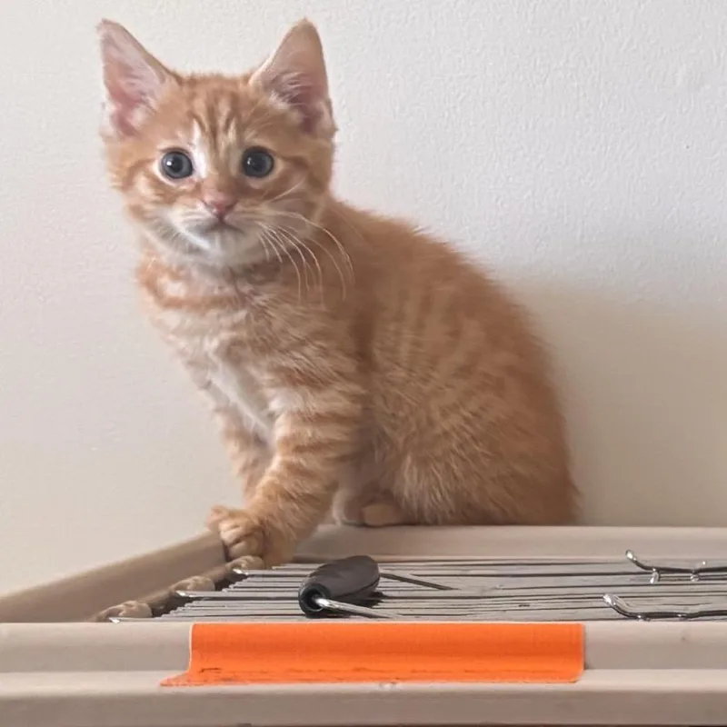 Umeko The Gentle thumbnail 2