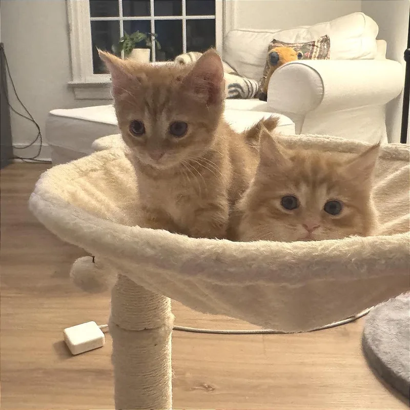 Umeko The Gentle thumbnail 3