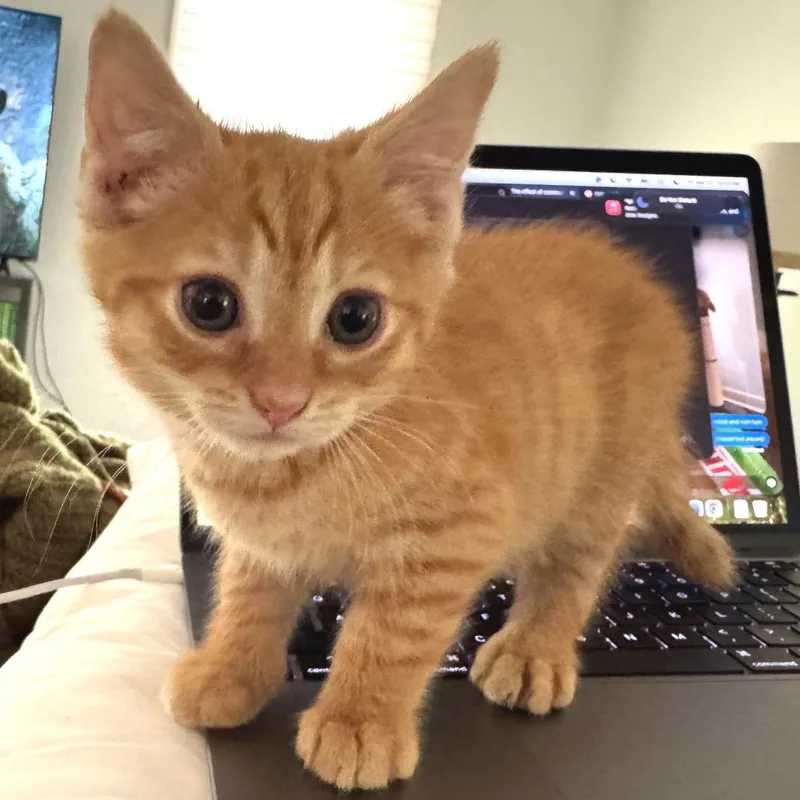 Umeko The Gentle thumbnail 4