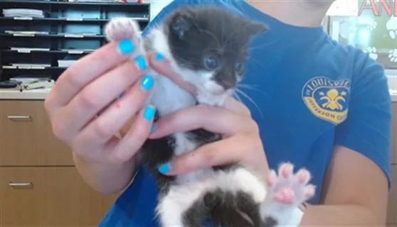A baby small-sized male Domestic Short Hair cat named Gusgus for adoption in Louisville, KY