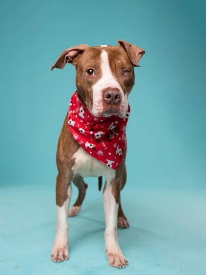 An adult large-sized male Mixed Breed dog named Flaco for adoption in Atlanta, GA
