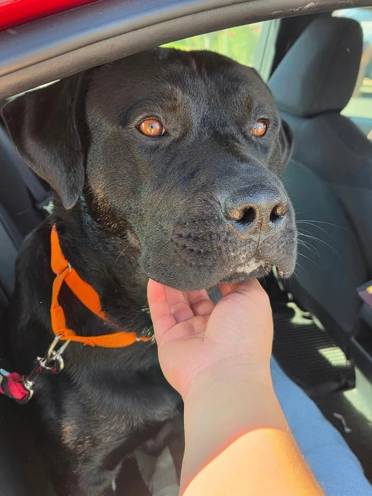 An adult large-sized male Rottweiler dog named Vino for adoption in Vancouver, WA