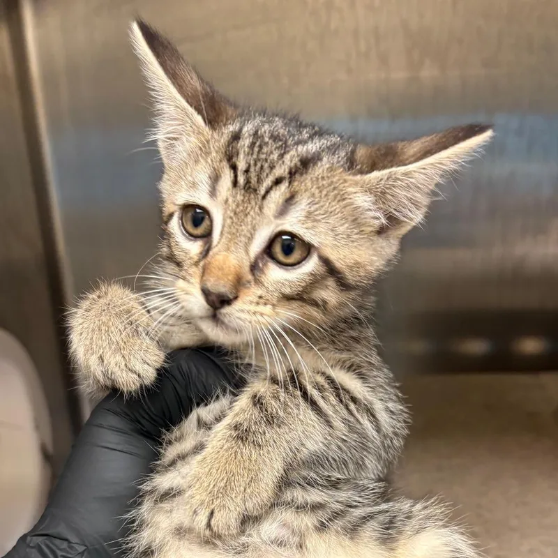 A baby small-sized male Brown / Chocolate Domestic Short Hair cat named Bashful for adoption in Winston-Salem, NC