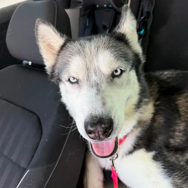 An adult large-sized female Siberian Husky dog named Mina for adoption in Las Vegas, NV