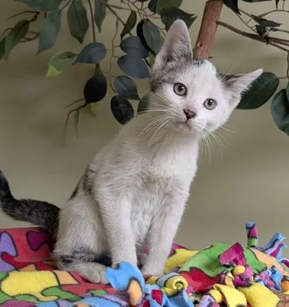 A baby small-sized male Domestic Short Hair cat named Mario for adoption in Hastings, NE