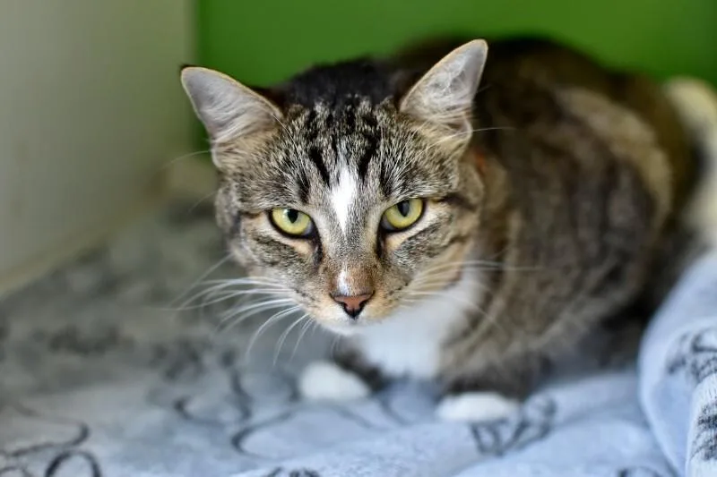 An adult medium-sized female Tabby (Brown / Chocolate) Domestic Short Hair cat named Daisey for adoption in Marietta, GA