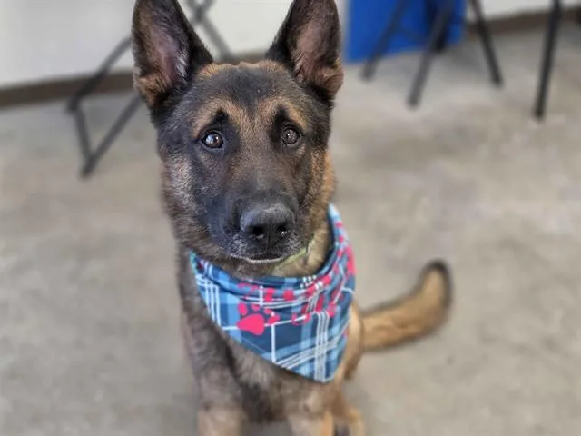 An adult large-sized male German Shepherd Dog dog named Axel for adoption in Tucson, AZ