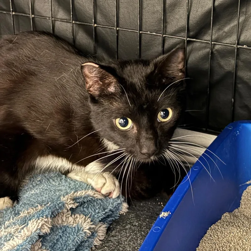 A young small-sized female Black Domestic Short Hair cat named Mystic for adoption in Pacific Palisades, CA