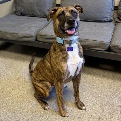 An adult medium-sized female Brindle Mixed Breed dog named Maggie for adoption in Lansing, MI