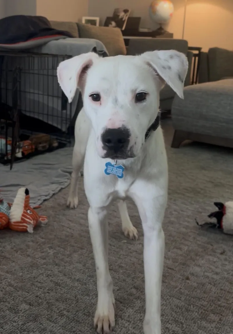 A young medium-sized male White / Cream Dalmatian dog named Louie for adoption in lynnwood , WA