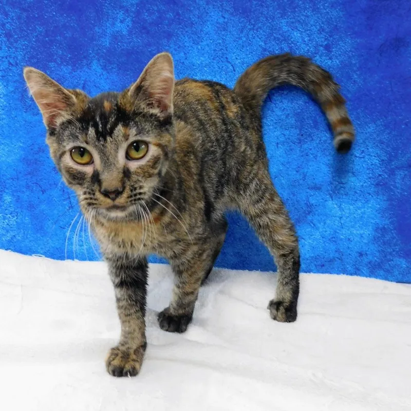 An adult small-sized female Domestic Short Hair cat named Claudia for adoption in Canton, IL