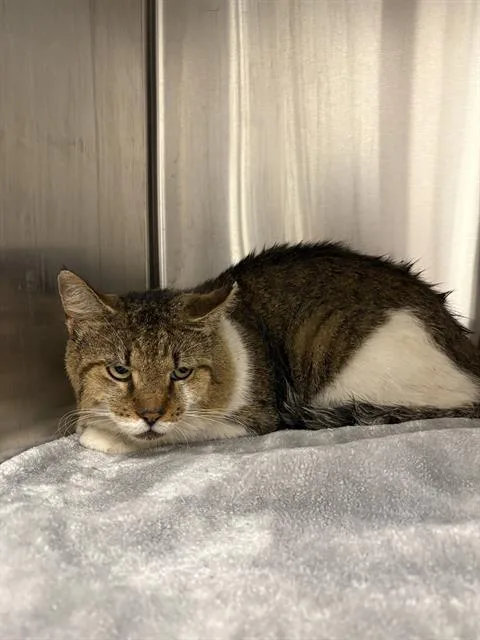 An adult medium-sized male Domestic Short Hair cat named Tom for adoption in Indianapolis, IN