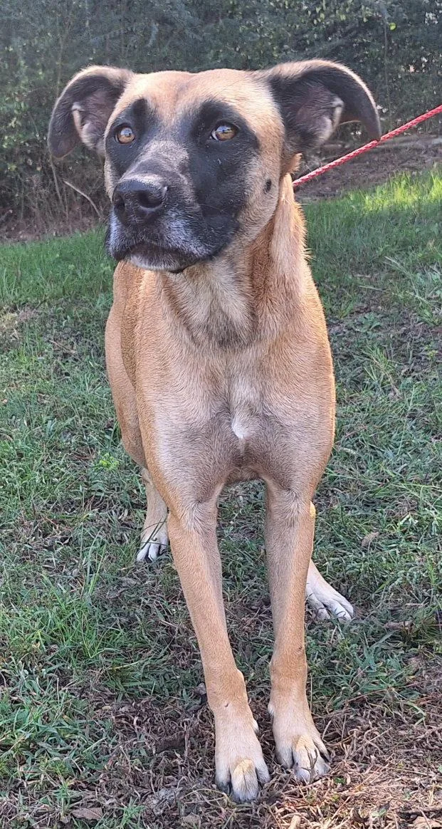 Koda