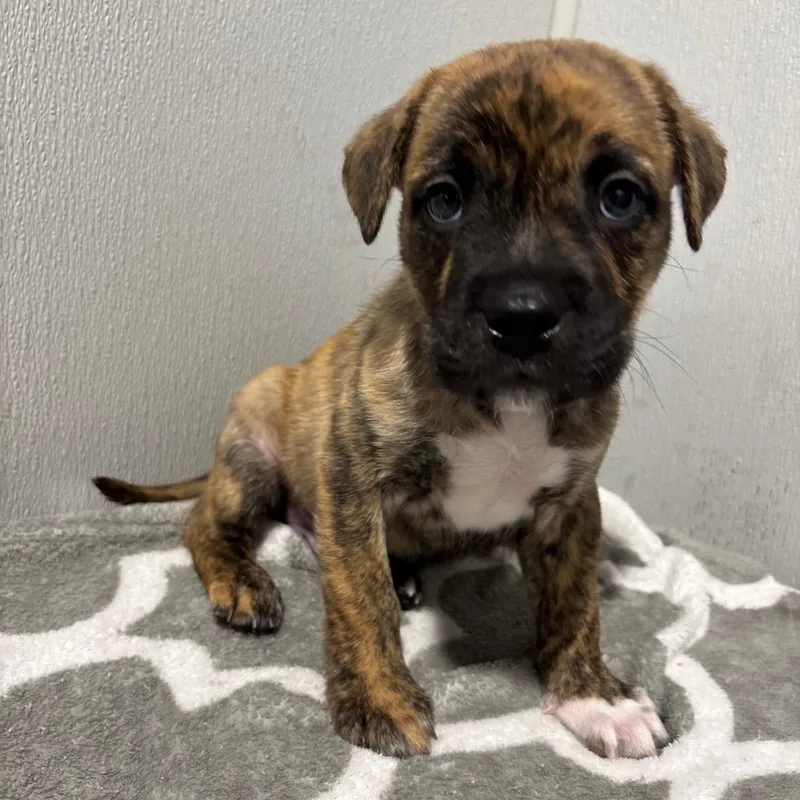 A young medium-sized male Yellow / Tan / Blond / Fawn Hound dog named Calypso for adoption in Tampa, FL