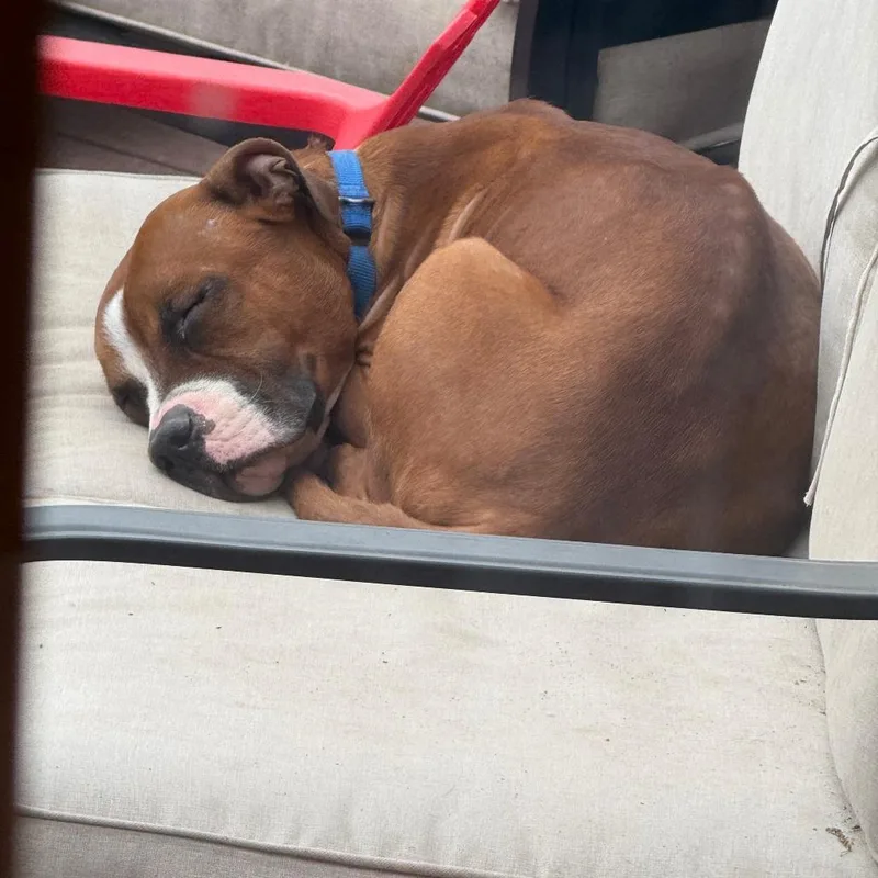An adult medium-sized male Brown / Chocolate Pit Bull Terrier dog named Sigmund for adoption in Northbrook, IL
